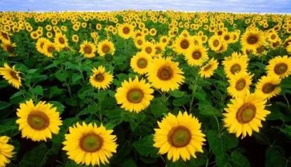 Where is the national sunflower planting base?